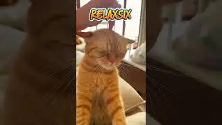 This cat's head sways like a snake #cat #cats #catcute