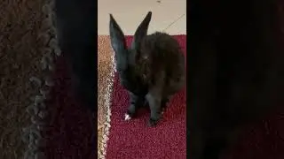 Do rabbit need to be groomed?#Bunny #shorts  #rabbit #beautiful