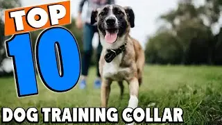 Top 10 Best Dog Training Collars Review In 2025