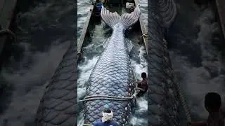 FISHERMAN FIND MYSTERIOUS CREATURE IN THE SEA #SeaMysteries #Mermaids #StrangeDiscoveries #Viral
