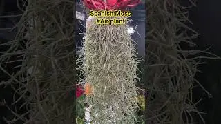 Air Plant #Spanish Moss