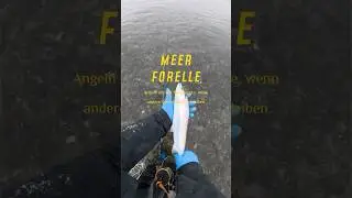 Angeln auf Meerforelle, wenn andere zuhause bleiben! #meerforelle #seatrout #seatroutfishing #mv
