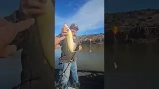 23rd fish of the day!  #shortvideo #trackerboats #catfishing #fishing