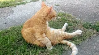 Relaxing Cat Video 45