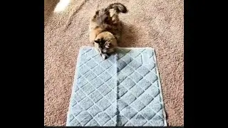 GORILLA GRIP Cat Litter Box Mat - Tracking Mat That My Cat Loves