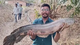 MONSTER SIZE SNAKEHEAD FISHING #fishing #topwaterfrog #fishspecies #bigfrog