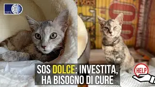 TANTI PICCOLI AIUTI CURERANNO DOLCE, GATTINA INVESTITA SALVATA DAI VOLONTARI OIPA DI ASCOLI PICENO