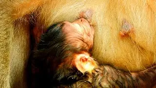 So so worry new baby Lucas cannot sucking milk, Baby monkey just born is so weak
