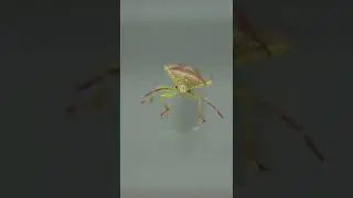 Hawthorn shield bug
