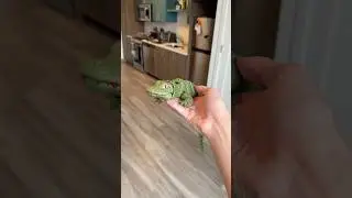 3d printed articulating crocodile ASMR