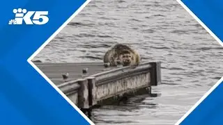 'Don't touch them and give them space': Seal pupping season underway in Puget Sound