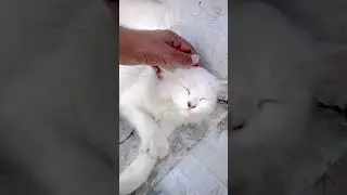 Mat Chuoo Muje !! 😂😅😹 #comdeyclub #cuteanimal #cuteanimal #cutecat #cutecat #cat #funny #kitty