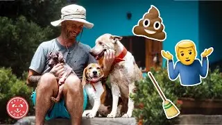 Running A Dog Shelter - 10 Things That Might Surprise You