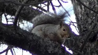 Eastern Fox Squirrel (Sciuridae: Sciurus niger) Vocalizing