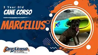 Marcellus | 3 Year Old Cane Corso | Off Leash Off Leash K9 Training, Georgia