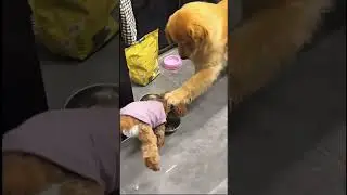 Funny dog fails 🤣🤣 #funny #cute #fails #animals #dogs