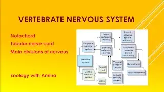 Vertebrate nervous system | Evolution of Vertebrate nervous system