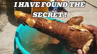 I placed my Cassava in water for 3  Days and you can't believe what happened !👀