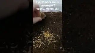 показ всех моих питомцев 3 часть