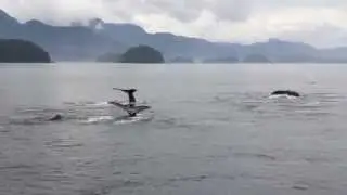 Surrounded by Humpback Whales, Alaska Inside Passage