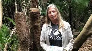 Conservancy remove alien invasive trees along Umgeni River bank