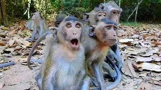 Monkey Girl AMELIA Become A Leader Of Her Monkey Generations While Sitting Behind  @IShowMonkeyTV