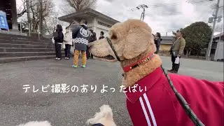 【熊本犬vlog】甘酒屋のおっちゃんテレビ撮影しよったばい