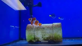 Living Reef Aquariums (Lower Sackville, NS) (May 25 2022)