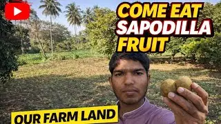 Come, let's eat sapodilla fruit. 😇@Manikantabvlogs18  #newvlog #viralvideo #uttarkannada 