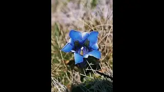 Beutiful Flowers
