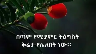 በጣም የሚያምር ትግዕግስት ቅሬታ የሌለበት ነው