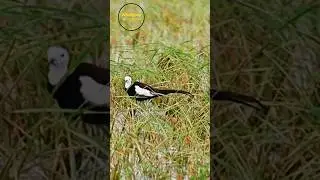 #pheasant Tailed #jacana in paddy field #birds #nature #wildlife #shorts #naturelovers