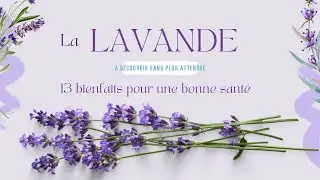 La lavande et ses effets puissants sur le corps humain #lavande #santé #bienfaits