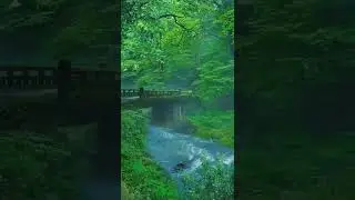 beautiful forest | nature video | Amazon forest | status video | #shorts #nature #forest #shortvideo