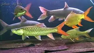 Himalayan Golden Mahseer tor puttitora in Aquarium #mahseer #mahseerfish