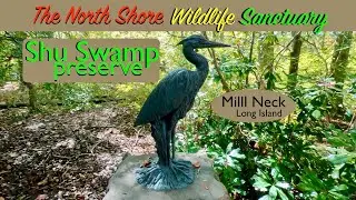 SHU SWAMP Wildlife sanctuary Beaver brook Watershed (hiking)  Humes estate, Mill neck, Long Island