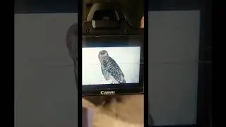 mashup &hearts;️🦅 #eagles #shortsvideo #pets #trend #ytshorts #armaaznasim #shorts