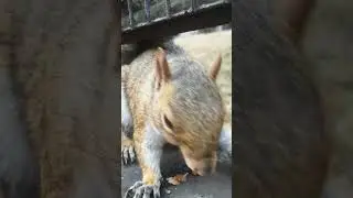 Near Cam #slomotionvideo #slomotion #squirrel #nature #animals #wildlife #outdoors #closeup