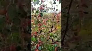 kashmiri Red Apple ber Mother plant #short #viral #appleber