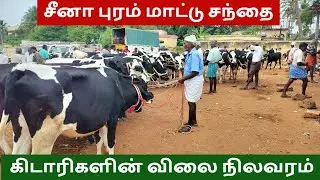 கிடாரிகள் விற்பனை நிலவரம்//சீனாபுரம் மாட்டு சந்தை//cow video..