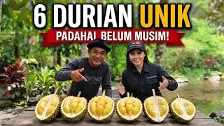 Likin Lumbung Durian Songgon Banyuwangi | Surga Durian Lokal Berkualitas