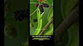 Snakes REALLY Eat Fruits Like Mulberries? #Awareness #SnakeFacts #HealthyHabits #FruitSafety