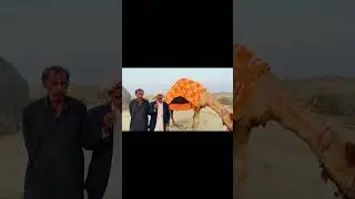 Vlog short Vlog full vlog on channel #travel #ekmotahathighumechala #camelinthedesert #duet #camel
