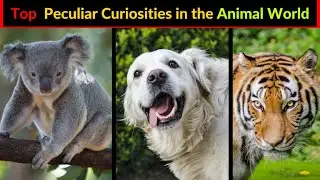 Top Peculiar Curiosities in the Animal World