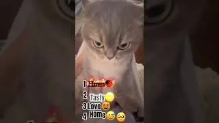 rare cat videos  #cats