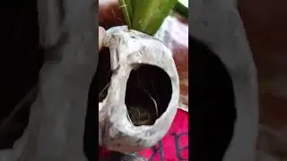 Sweet flag medical plant, planted in doll pot 😊