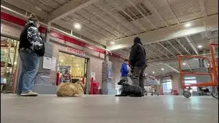 Golden retriever Training | do obedience school | puppy training | behavior modification | OBKS 