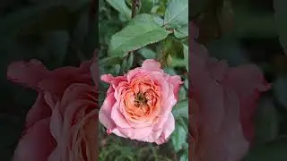 Сезон 2025 начало 2 часть #перваяволна#розы#rose#лето#июнь