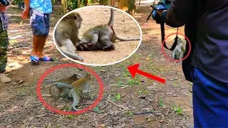 Very... terrify !!!Cruel Asub fight Queen seriously, Monkey argue so strong, Very pity...
