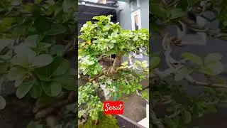 #serut